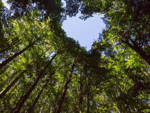Making A Difference In Forest Conservation Wallpaper