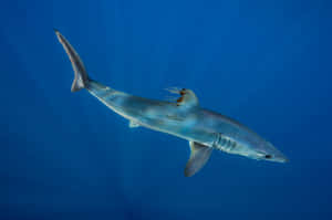 Mako Shark Blue Ocean Backdrop Wallpaper