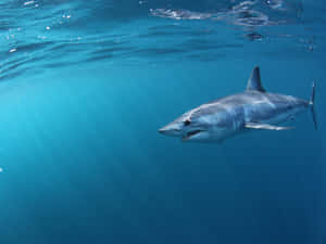 Mako Shark Swimming Blue Ocean Wallpaper