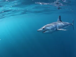 Mako Shark Swimming Blue Ocean Wallpaper
