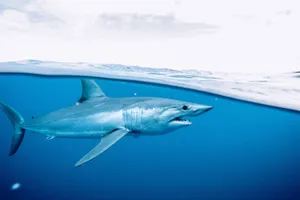 Mako Shark Swimming Split Water View Wallpaper