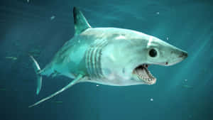 Mako Shark Swimming Underwater.jpg Wallpaper