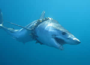 Mako Shark Underwater Wallpaper