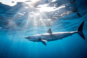 Mako Shark Underwater Sunrays Wallpaper