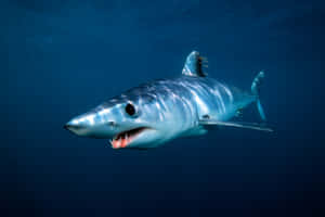 Mako Shark Underwater Swimming.jpg Wallpaper