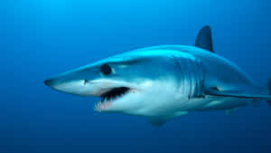 Mako Shark Underwater Swimming.jpg Wallpaper