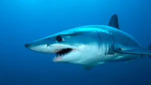 Mako Shark Underwater Swimming.jpg Wallpaper