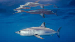 Mako Shark Underwater Swimming.jpg Wallpaper