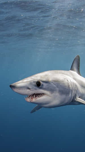 Mako Shark Up Close Underwater.jpg Wallpaper