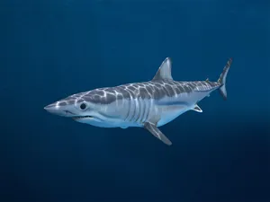 Mako Sharkin Blue Waters Wallpaper