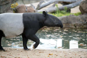 Malayan Tapirby Water Edge Wallpaper