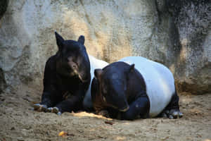 Malayan Tapirs Resting Together Wallpaper