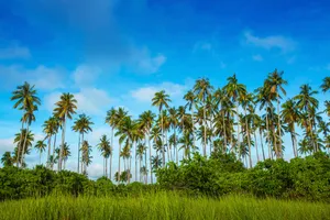 Malaysia Tropical Trees Wallpaper