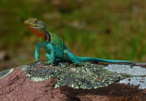 Male Eastern Collared Lizard Wallpaper