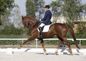 Male Equestrian Chestnut Dressage Horse Extended Trot Wallpaper