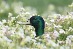 Mallard Duck Among Flowers.jpg Wallpaper