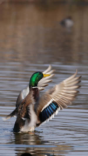 Mallard Duck Flapping Wings Water Wallpaper