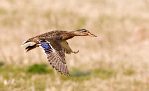 Mallard Duck In Flight Wallpaper