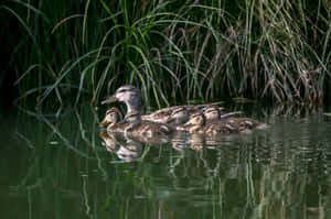 Mallard Duck Mother Bird Swimming Wallpaper