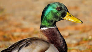 Mallard Duck Portrait Wallpaper