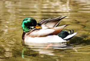 Mallard Duck Preeningin Water.jpg Wallpaper