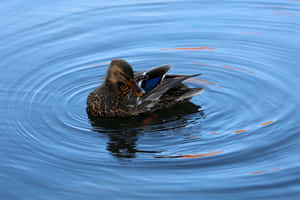 Mallard Duck Preeningin Water.jpg Wallpaper