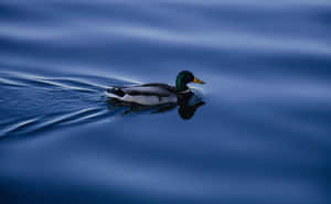 Mallard Duck Serenityat Dusk Wallpaper