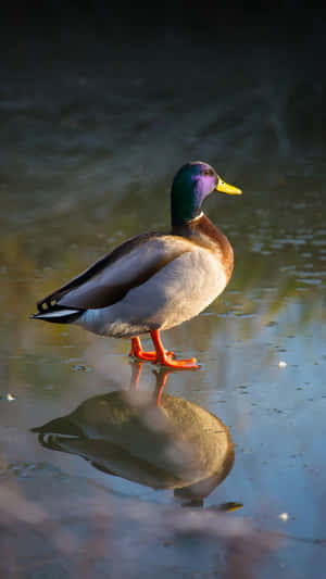 Mallard Duck Sunlit Waterside Wallpaper