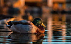 Mallard Duck Sunset Swim.jpg Wallpaper