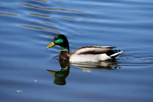 Mallard Duck Swimmingin Blue Water.jpg Wallpaper