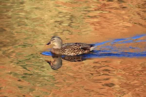 Mallard Duck Swimmingin Golden Water Wallpaper