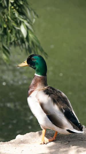 Mallard Duckby Water's Edge Wallpaper