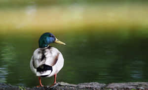 Mallard Duckby Waterfront.jpg Wallpaper