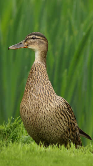 Mallard Duckin Green Grass Wallpaper