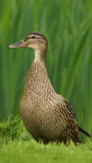 Mallard Duckin Green Grass Wallpaper