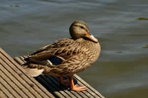 Mallard Duckon Wooden Dock Wallpaper