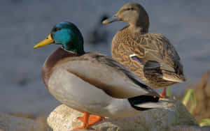 Mallard Ducks Baskingin Sunlight Wallpaper