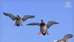 Mallard Ducks In Flight Wallpaper