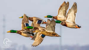 Mallard Ducks In Flight Wallpaper