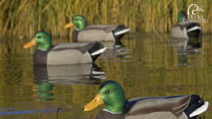 Mallard Ducks In Wetland Habitat Wallpaper
