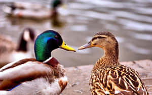 Mallard Ducks Up Close Wallpaper