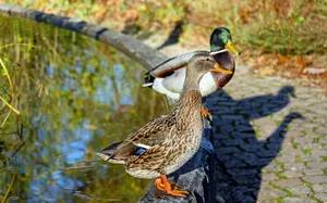 Mallard Ducksby Pondside.jpg Wallpaper