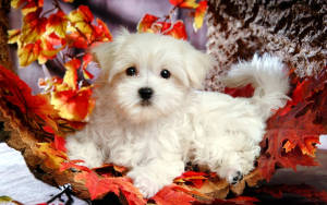 Maltese Dog In Fall Season Wallpaper