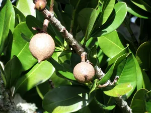 Mammee Apple Fruiton Tree Wallpaper