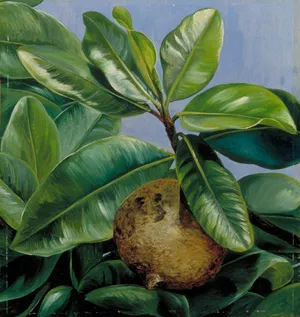 Mammee Apple Still Life Painting Wallpaper