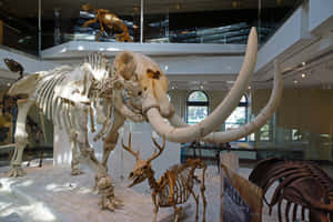 Mammoth Skeleton Exhibit Natural History Museum L A Wallpaper