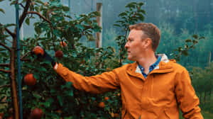 Man Inspecting Applesin Orchard Wallpaper