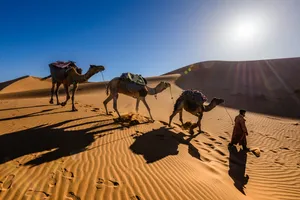 Man Lead Three Camels In Desert Wallpaper