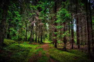 Man Standing In A Lush Green Forest, Appreciating Its Beauty And Advocating For Forest Conservation Wallpaper