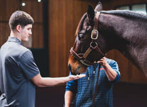 Manand Horse Bonding Moment Wallpaper